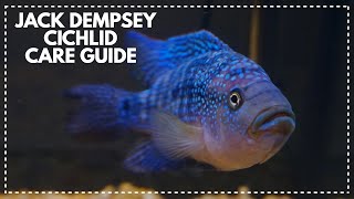 JACK DEMPSEY CICHLID CARE GUIDE [upl. by Louie]