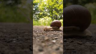 How long can a snail sleep snail animalfacts animals [upl. by Akibma]