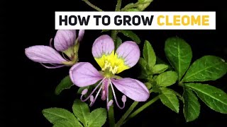 Cleome Growing Guide Spider flower by GardenersHQ [upl. by Cordier]