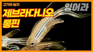 잉어과 제브라다니오 롱핀  서진열대어 Barbinae Zebra Danio Longfin Neon Red Introduction VideoSeojin aquarium [upl. by Yrahcaz]