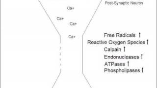 Mechanism of Glutamate Excitotoxicity [upl. by Eurydice]