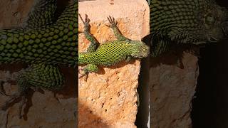 Green spiny lizard 🇨🇷 Costa Rica [upl. by Tad]