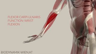 Flexor Carpi Ulnaris Function Wrist Flex 3D Animation [upl. by Mercedes]