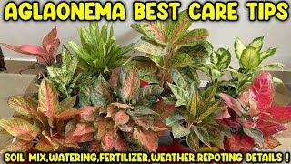 Aglaonema plant care fertilizer repotting soil mix water requirements valentine aglaonema [upl. by Nehgem8]