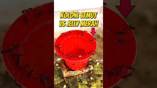 ADA PANDAWARA GRUP DI KOLONI SEMUT 🧹 eksperimen semut semutmerah semuthitam pandawaragroup [upl. by Korrie579]