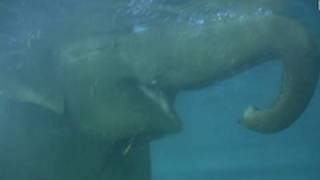 Elephant swimming  Elefanten baden im Zoo Leipzig [upl. by Eseerahs]