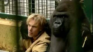 Gorilla Gorilla  Damian Aspinall amp Kifu at Howletts Wild Animal Park Kent [upl. by Divaj]