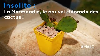 Insolite  la Normandie le nouvel eldorado des cactus [upl. by Oribelle]