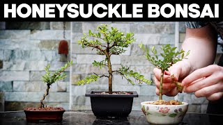 How to Make Bonsai from a Honeysuckle🌼EASY [upl. by Kubetz684]