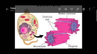 Difference between centriole and centrosomeDefinition of centriole centrosome and its basic role [upl. by Voletta]