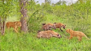 Lion Cub Surrounded by Gang of Hyenas Calls Mom for Backup [upl. by Yremrej967]