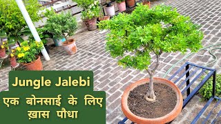 जंगल जलेबी प्लांट केयर How to care Pithecellobium dulce bonsai Best plant for bonsai [upl. by Williams]