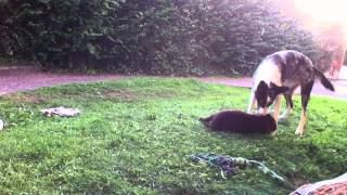 Border Collie VS Australian Kelpie [upl. by Swift947]