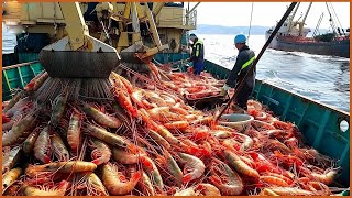 Europe Fishermen Use Robots To Catch Hundreds Of Tons Of Shrimp This Way  Trawl Net Shrimp on Sea [upl. by Jehial]