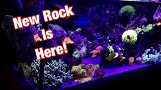 SC Aquariums 100 Gallon Tank Update ep18 CaribSea Life Rock [upl. by Unity]