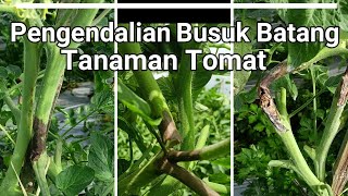 Pengendalian Busuk Batang pada Tanaman Tomat [upl. by Gaut]