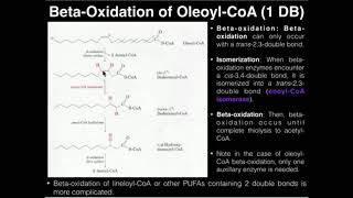 PUFAs BetaOxidation of Oleic Acid 1 Double Bond [upl. by Esorylime]