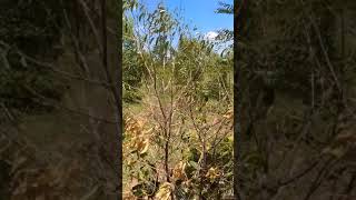 Sandalwood plants damaged by nematode kvnarrayana raao 9949237767 [upl. by Clerc]