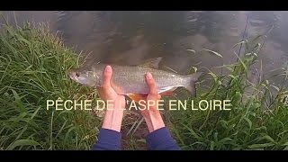 Pêche de laspe en Loire 2015 GoPro HD 8 [upl. by Erdnael]