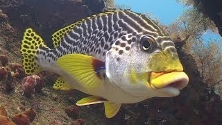 Diving in Bali 720p [upl. by Tebzil558]