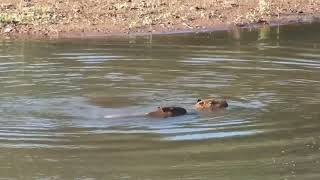 ESPÃ‰CIES CAPIVARA no cio HYDROCHOERUS HYDROCHAERIS CAPYBARA PORCOCAPIVARA BIGUÃ GARÃ‡A BRANCA [upl. by Maleki309]