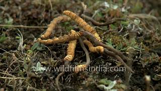 Magical caterpillar fungus from the Himalaya  Cordyceps sinensis [upl. by Petrina]