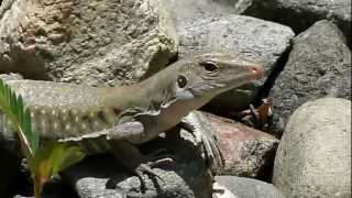 Ciguana Ameiva exsul  Puerto Rican Ground Lizard [upl. by Emmalynn]