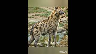 Spotted Hyenas Matriarchal Societies and Complex Social Hierarchies [upl. by Ocnarfnaig]