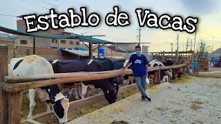 VISITANDO EL ESTABLO DE VACAS EN JICAMARCA  RELAX PERÚ [upl. by Savill858]