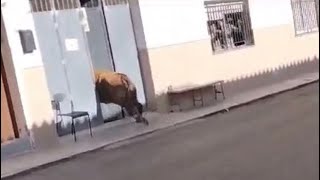 Vaca entra en una casa😱 Benavites [upl. by Nilcaj]