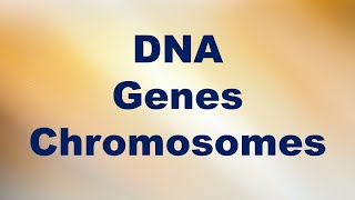 DNA Genes and Chromosomes Short Explanation [upl. by Langill]