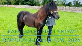 Dales baby pony’s first ever show and wins Reserve champion Border union show July 2024 [upl. by Worth8]