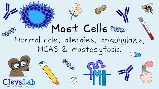 Mast Cells  Normal Role Allergies Anaphylaxis MCAS amp Mastocytosis [upl. by Alaj128]