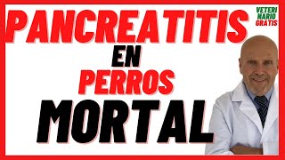 ¿QUÉ ES y CÓMO se CURA la PANCREATITIS AGUDA y CRÓNICA en PERROS 🟢 SíntomasTratamiento 🟢 Es Mortal [upl. by Lightfoot]