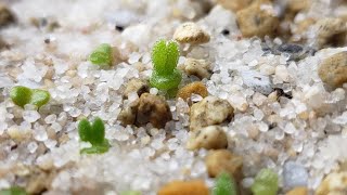 HOW TO GROW BUNNY SUCCULENT  MONILARIA MONILIFORMIS  FROM SEEDS I bernee bee [upl. by Nueormahc765]