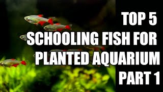 Top 5 schooling fish 🐟 🐟 for freshwater aquarium feeds aquarium plantedaquarium suggestedvideo [upl. by Eelram114]