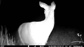 Chevrette très curieuse  Female roe deer very curious [upl. by Lain]