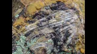 Petrified Forest State Park Escalante Utah [upl. by Onibag]