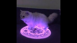 Demonic little grey cat’s revenge EVERYONE REPOST 😃 [upl. by Handy621]