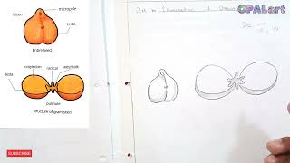 How to draw a structure of Brassica Flower diagram on Biology Practical copy [upl. by Macswan]