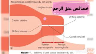 خصائص عنق الرحم 🤰 SCORE De BISHOP 👶 ELASTOGRAPHIE [upl. by Bogie]