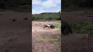 Goat sneaks up on wild boar Fantastic Beasts Are Here Animal World Highlights of Animal World [upl. by Naresh]