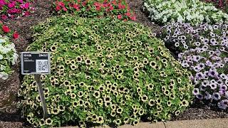 Surfinia Heavenly petunias shine at Metrolina Greenhouses [upl. by Islek]