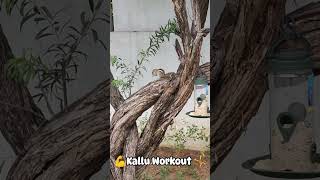 💪🏻Kallu Workout 🤸 Free Online amp Offline Fitness Training [upl. by Rollecnahc]