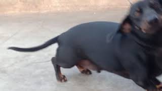 Dachshund dog barking [upl. by Steep]