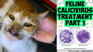 Calicivirus in cat  Home treatment of Calicivirus  Cat ko Calicivirus Ho Gaya calicivirus cats [upl. by Keever317]