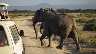 Kenia Safari 2015  Amboseli National Park  Mount Kilimanjaro  Lion vs Masai [upl. by Shieh]