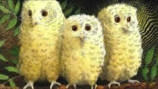 Owl Babies Video [upl. by Chaille]