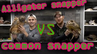 Alligator Snapping Turtle VS Common Snapping Turtle Can you tell the difference [upl. by Surazal]