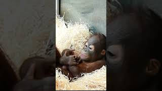 Toddlers Kendari and Sari during siestashortsfunnyorangutansfunnyanimalsfunnyvideozoo [upl. by Assenaj]